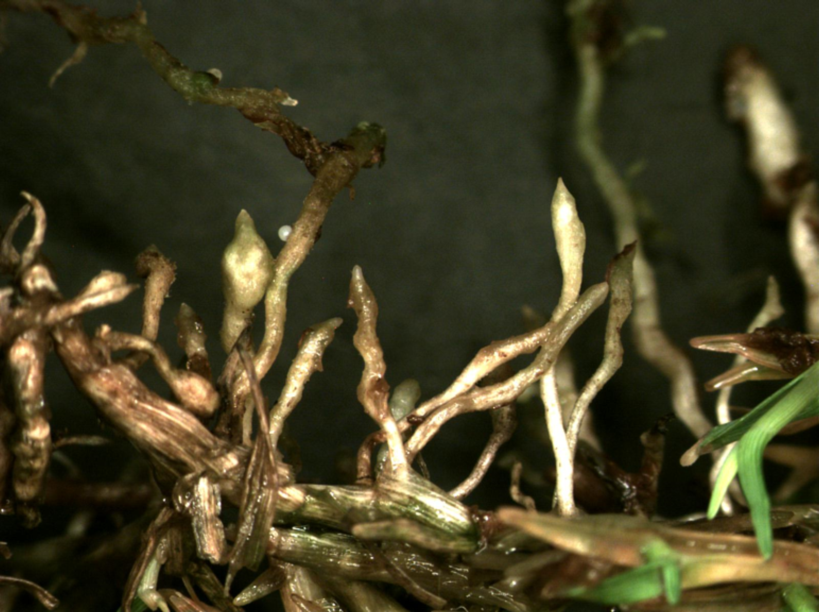 Swollen root tips from root-knot nematodespng